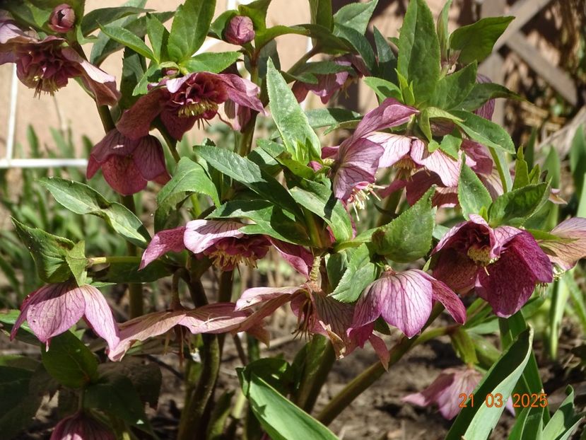  - Helleborus 2025