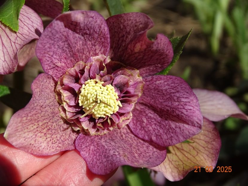  - Helleborus 2025