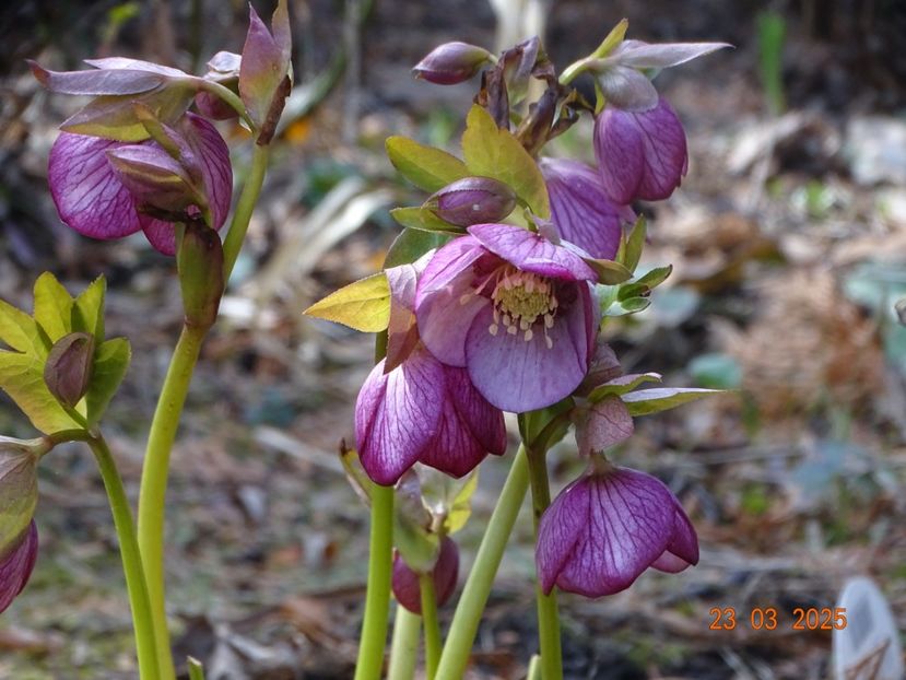  - Helleborus 2025