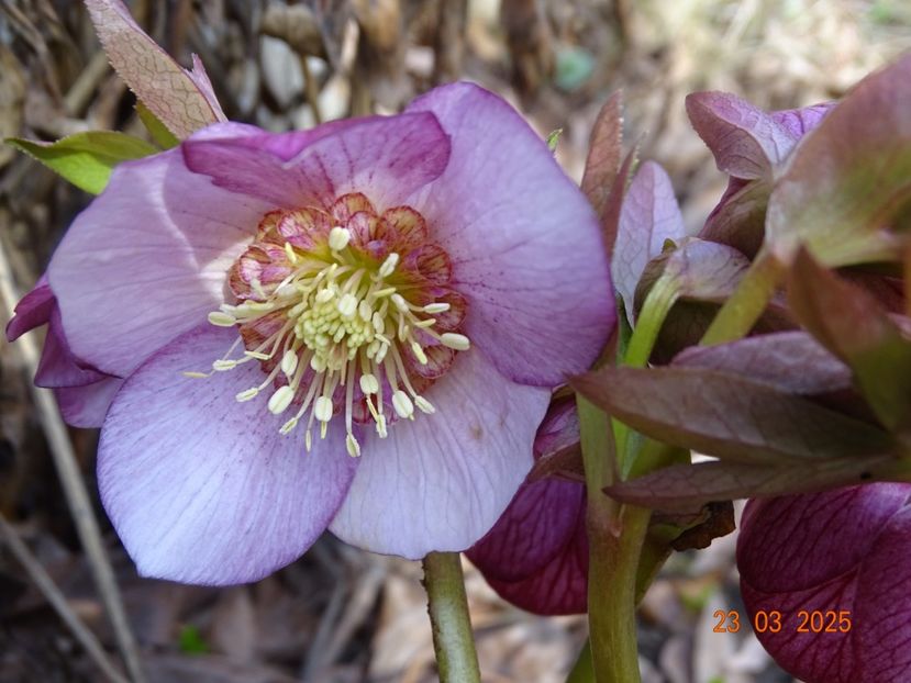  - Helleborus 2025