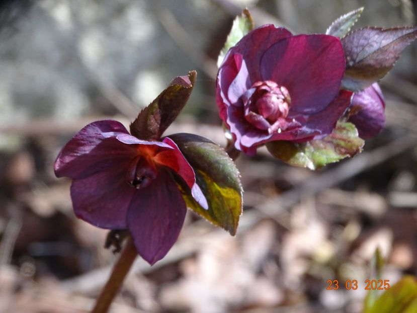  - Helleborus 2025