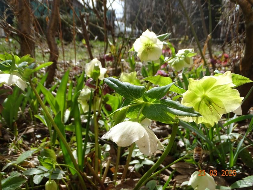  - Helleborus 2025