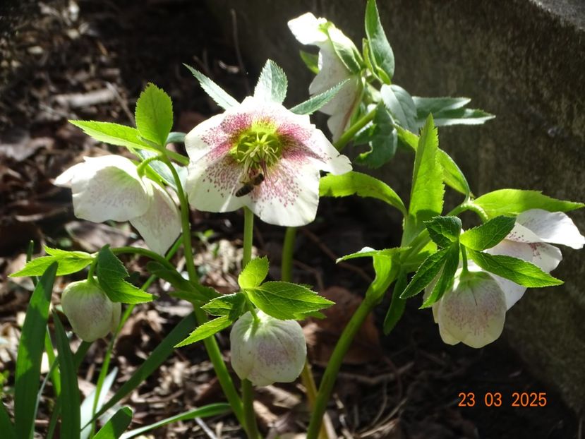  - Helleborus 2025