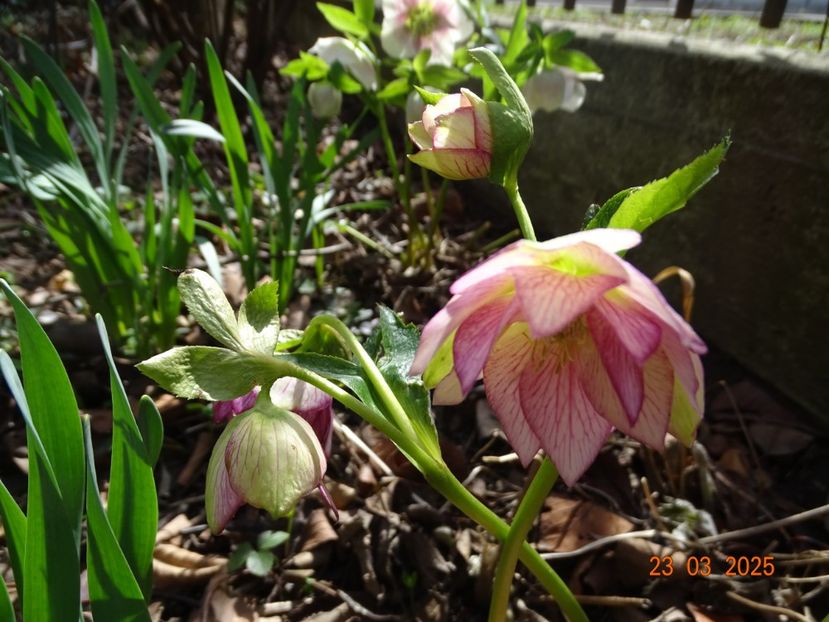  - Helleborus 2025