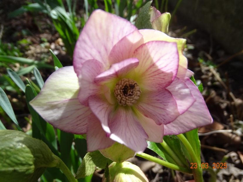  - Helleborus 2025