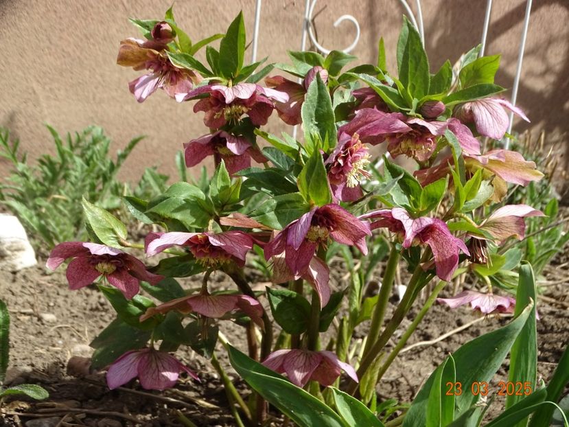 - Helleborus 2025