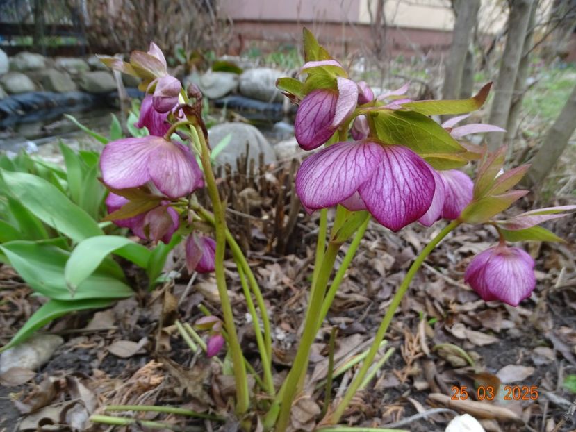  - Helleborus 2025