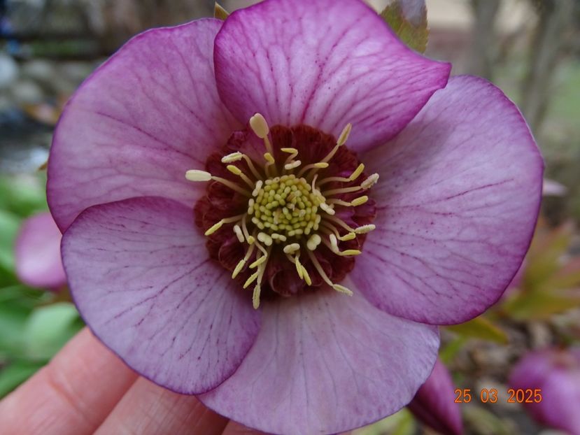 - Helleborus 2025