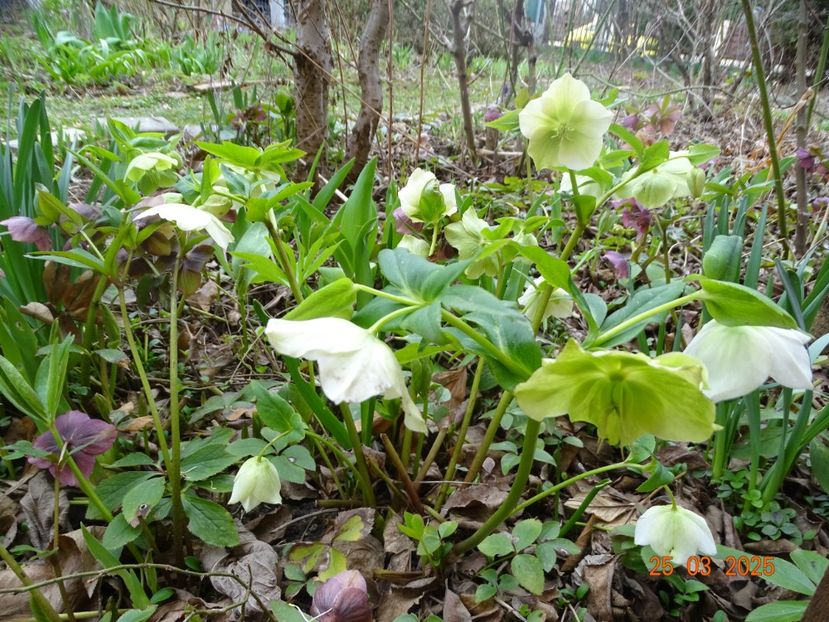  - Helleborus 2025