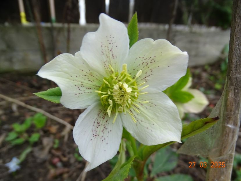  - Helleborus 2025