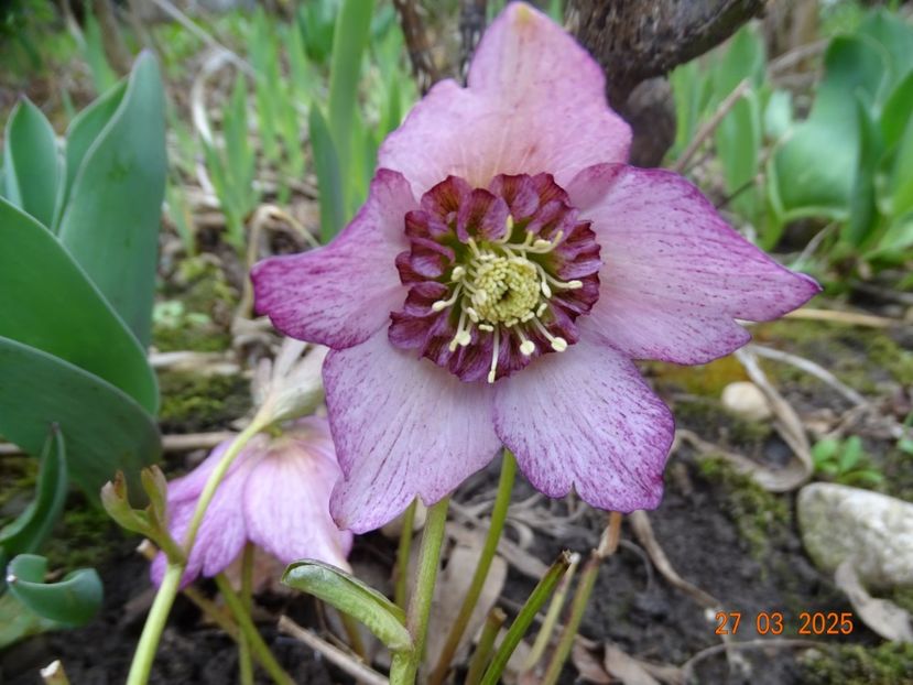  - Helleborus 2025
