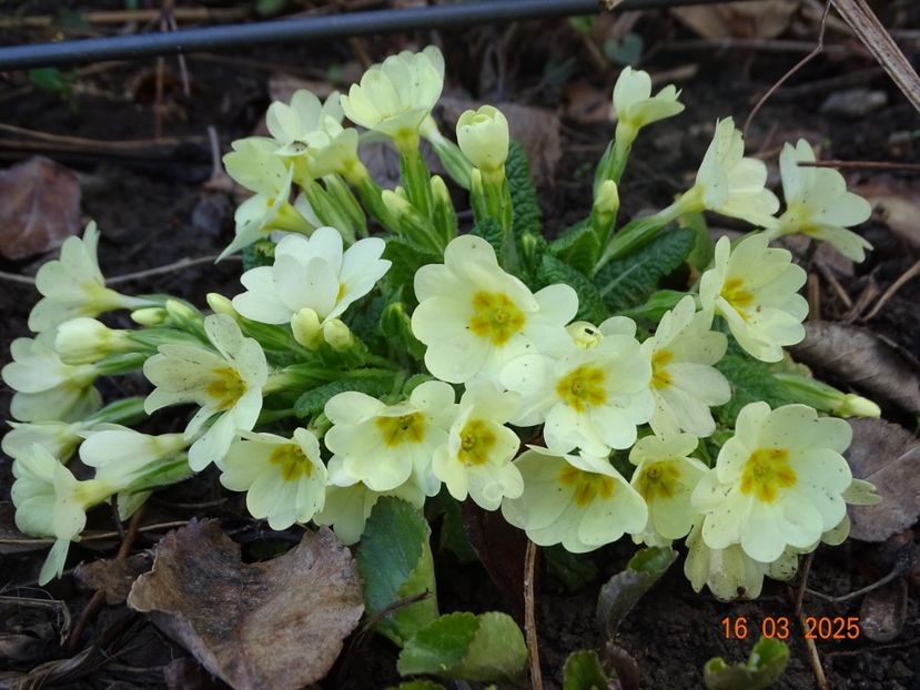  - Primule 2025