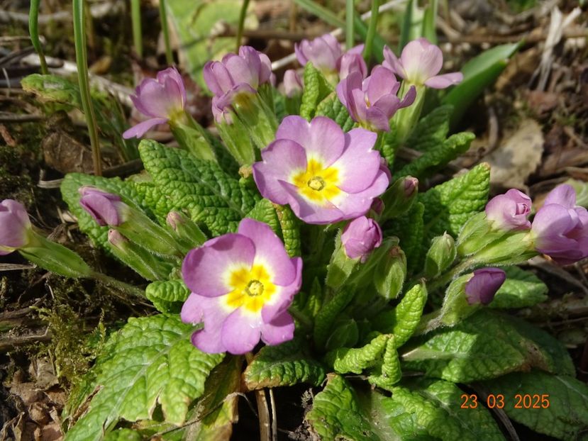  - Primule 2025