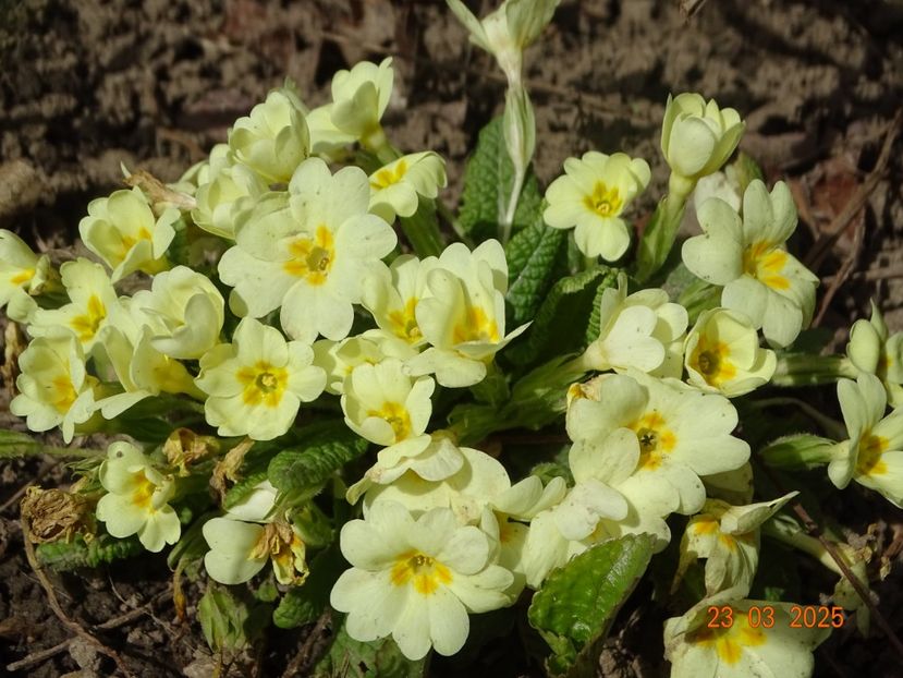  - Primule 2025