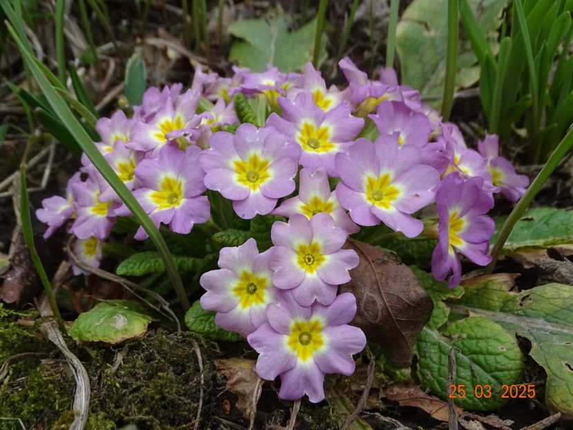  - Primule 2025