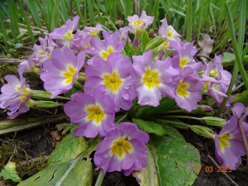  - Primule 2025
