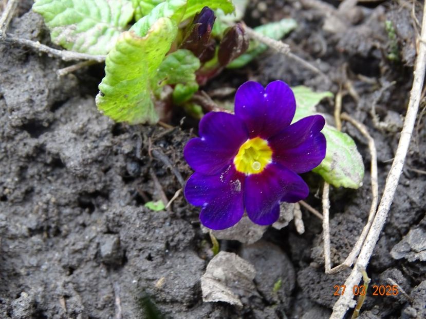 Wanda - Primule 2025