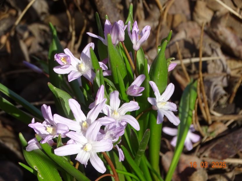 chionodoxa Rosea - Primavara 2025