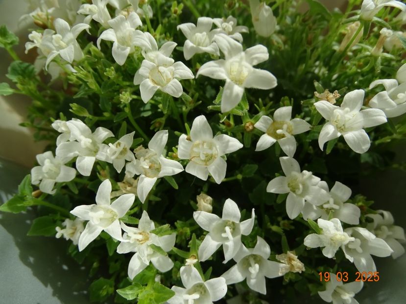 campanula Get Mee white - Primavara 2025