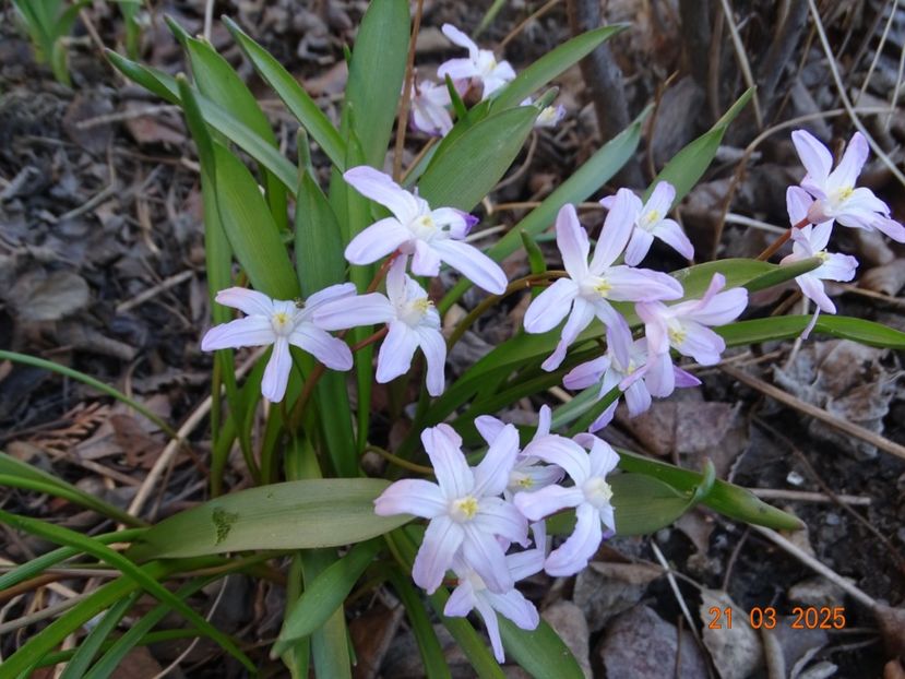 chionodoxa Rosea - Primavara 2025
