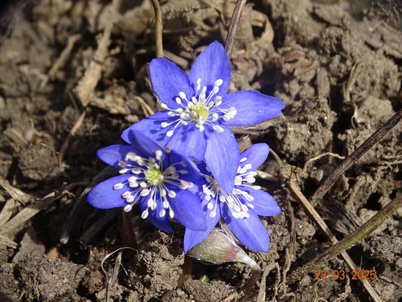 hepatica nobilis - Primavara 2025