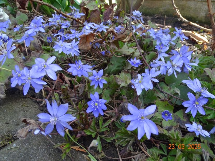 hepatica transsilvanica - Primavara 2025