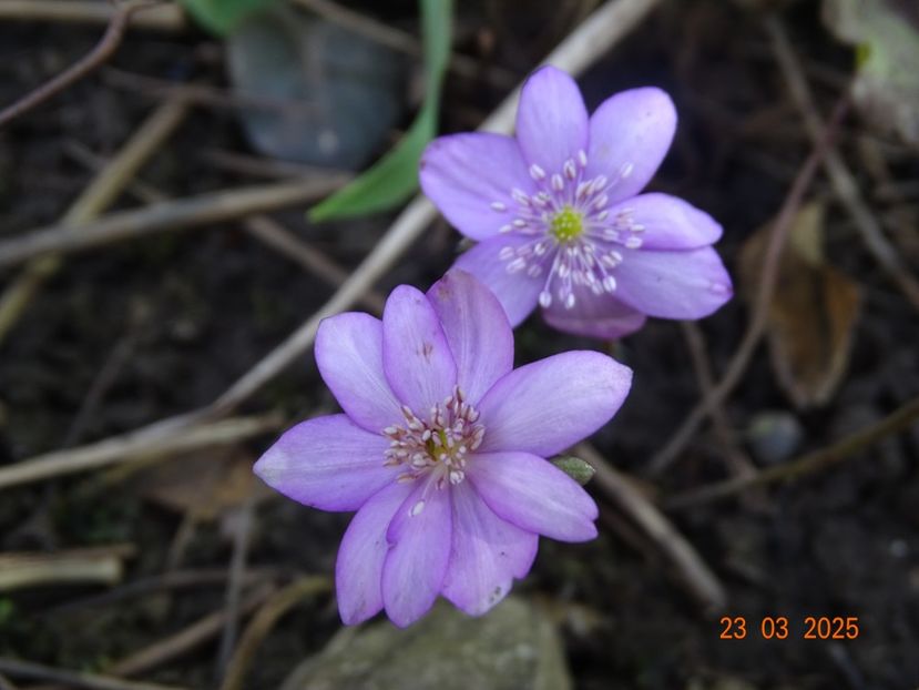 hepatica transsilvanica rosea - Primavara 2025