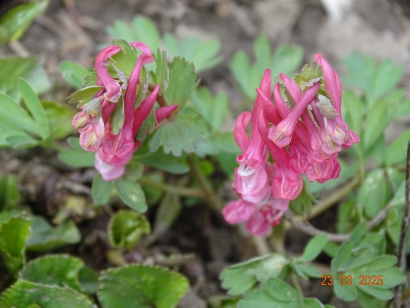 corydalis solida Beth Evans - Primavara 2025