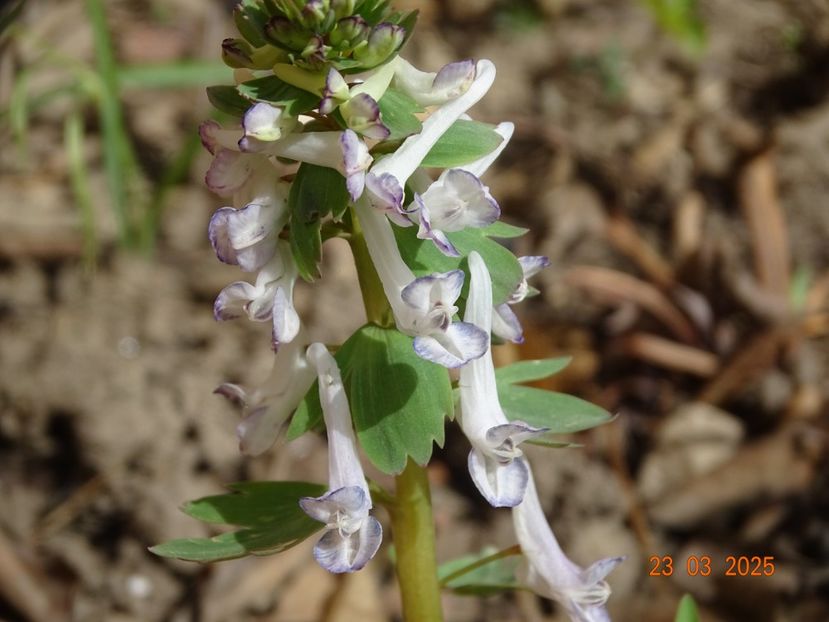 corydalis solida Merlin - Primavara 2025