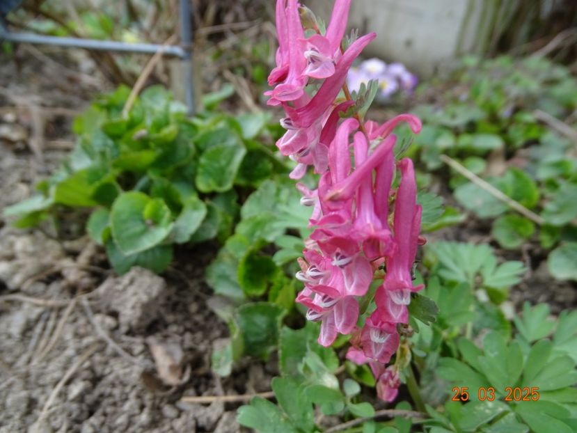 corydalis solida Beth Evans - Primavara 2025