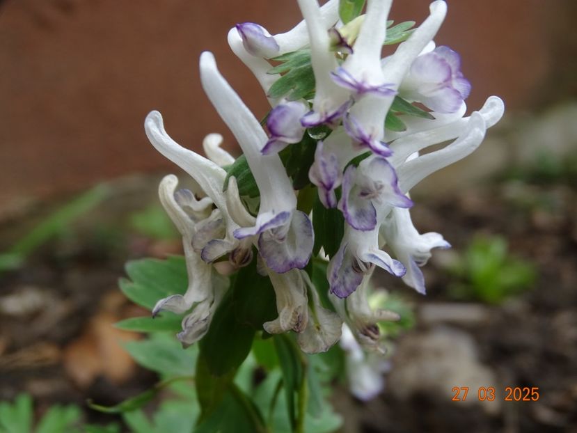 corydalis solida Merlin - Primavara 2025