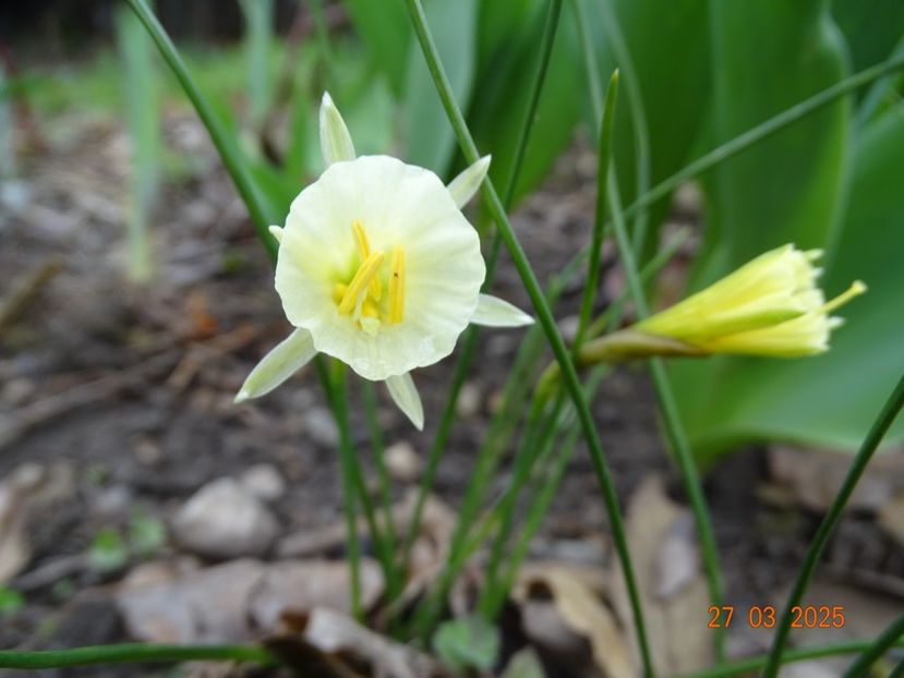 Arctic Bells - Primavara 2025