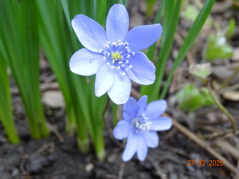 hepatica transsilvanica - Primavara 2025