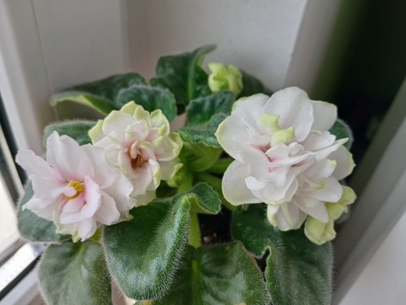  - Ek-Pearl Marshmallow