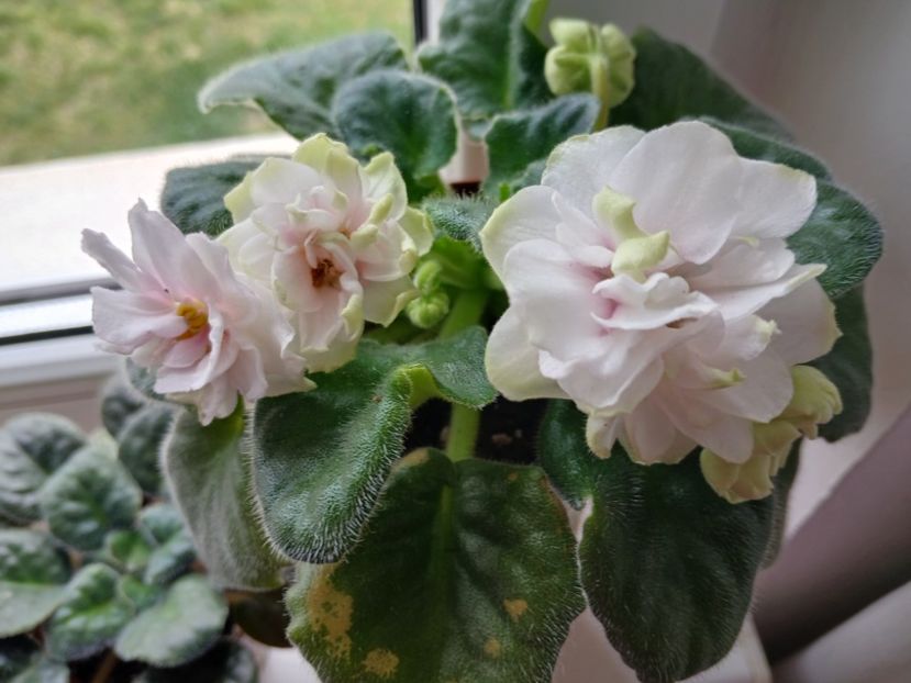  - Ek-Pearl Marshmallow