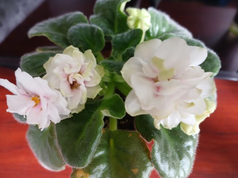  - Ek-Pearl Marshmallow