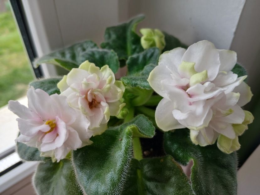  - Ek-Pearl Marshmallow