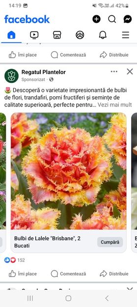 Screenshot_20250328_141957_Facebook - Lalele brisbane