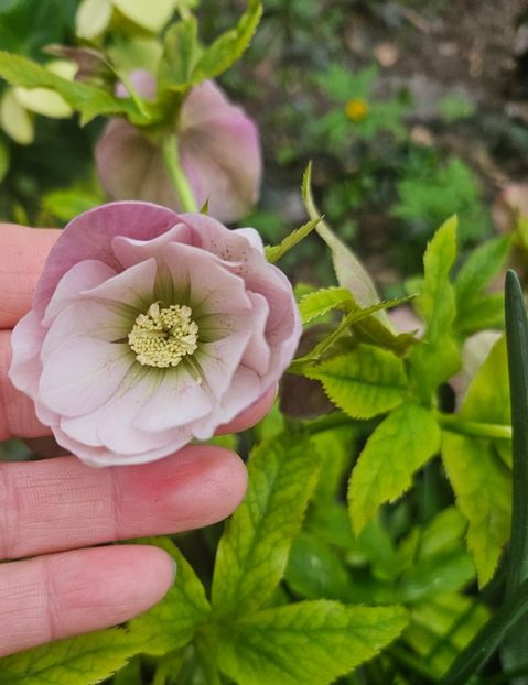  - Helleborus 2025