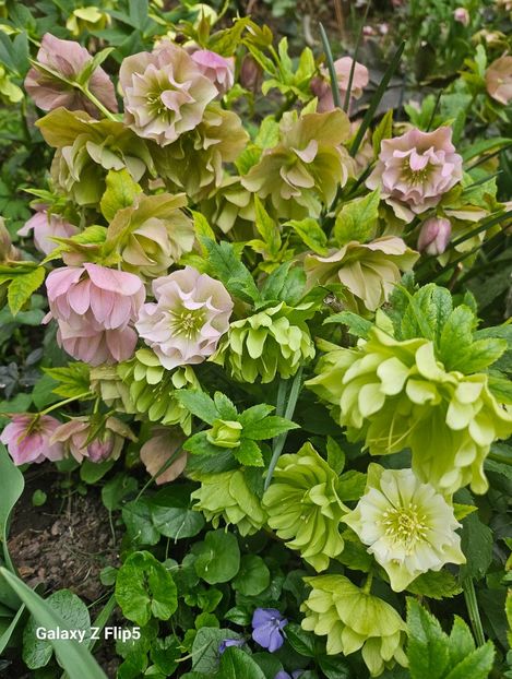  - Helleborus 2025