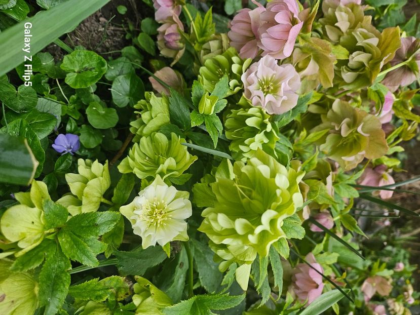  - Helleborus 2025