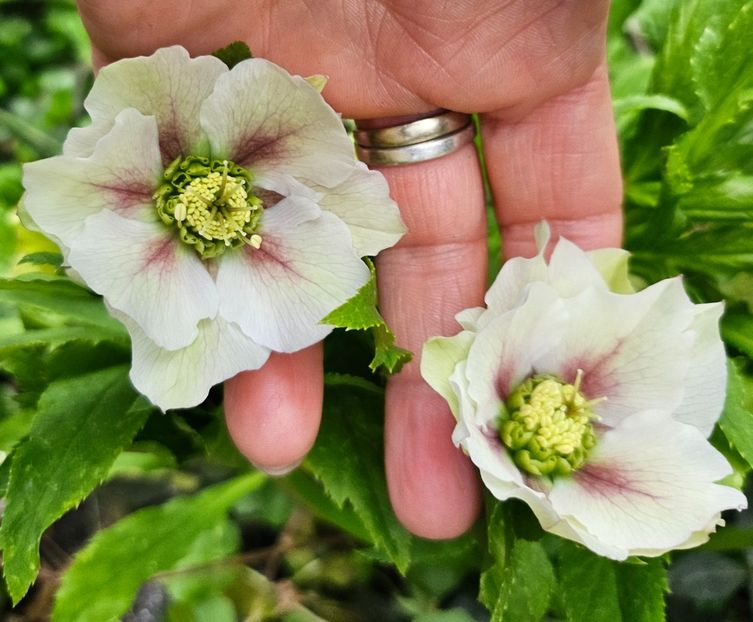  - Helleborus 2025