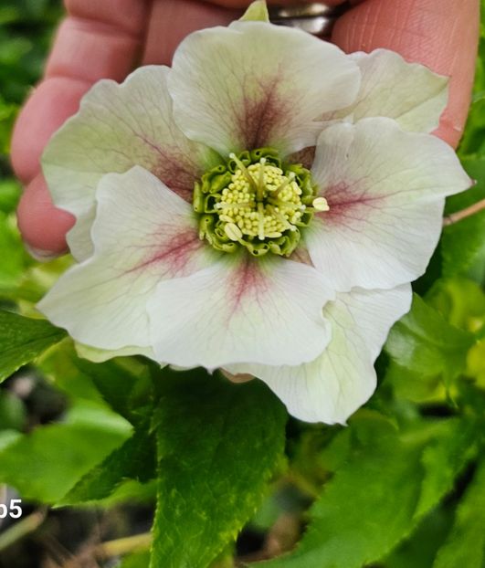  - Helleborus 2025