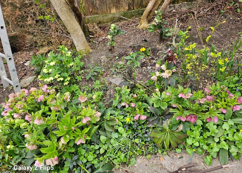  - Helleborus 2025