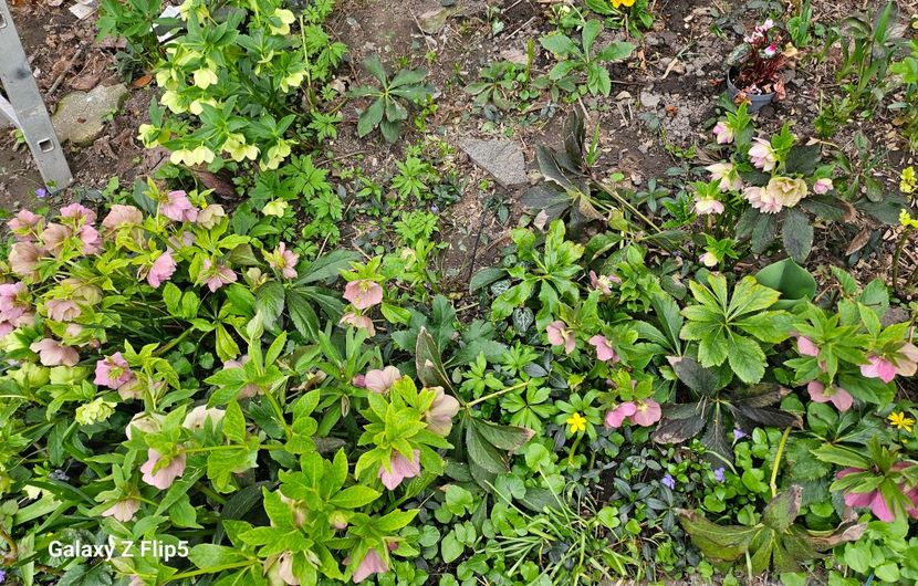  - Helleborus 2025