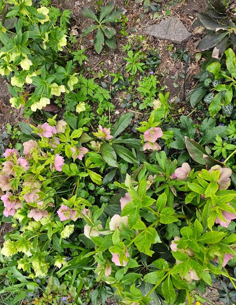  - Helleborus 2025