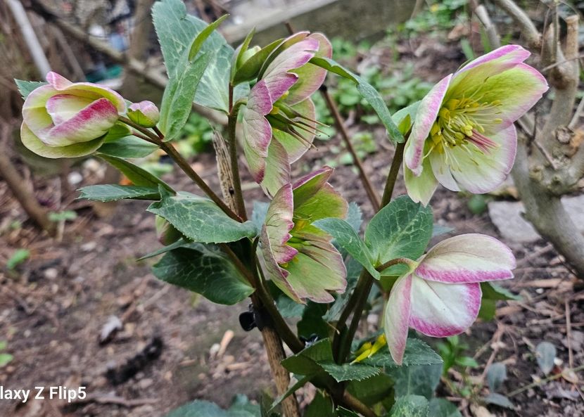  - Helleborus 2025