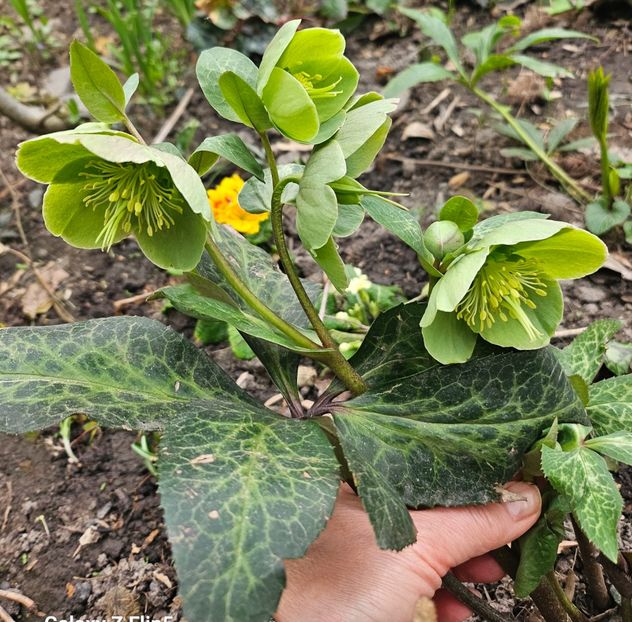  - Helleborus 2025