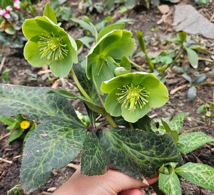  - Helleborus 2025