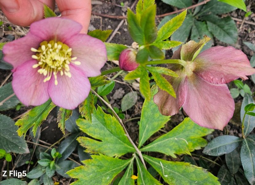  - Helleborus 2025